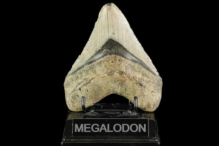 Fossil Megalodon Tooth - North Carolina #109810